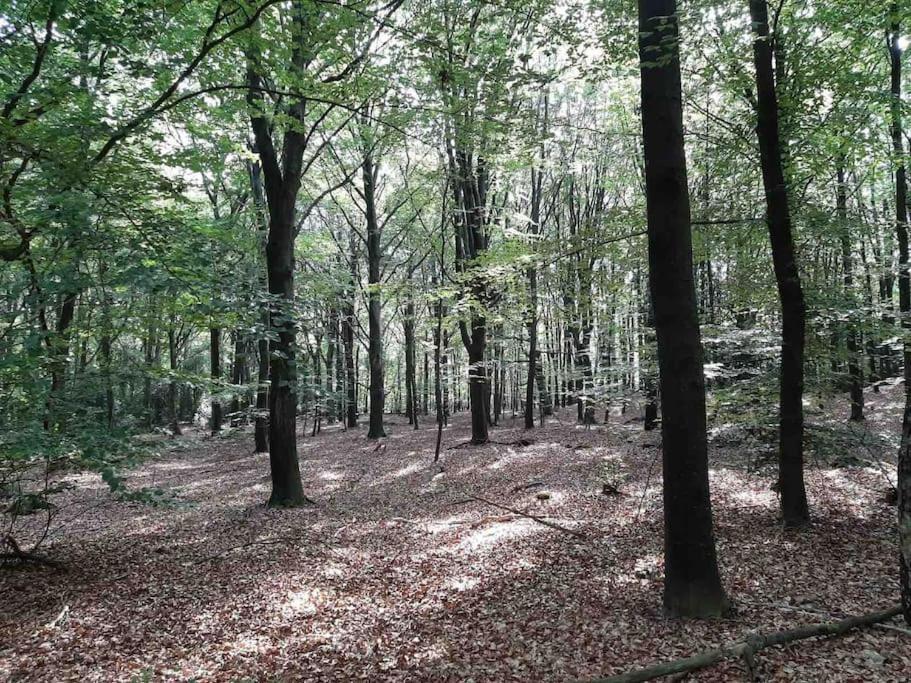 Vakantiehuis Eikzicht Gelegen Aan Het Bos Elsloo  Kültér fotó